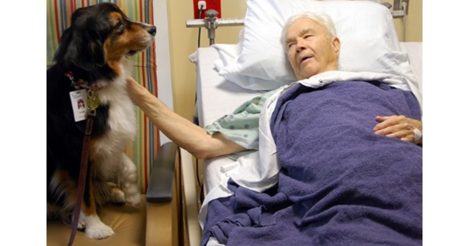 Can Therapy Dogs Help Cure Cancer? | Psychology Today Singapore